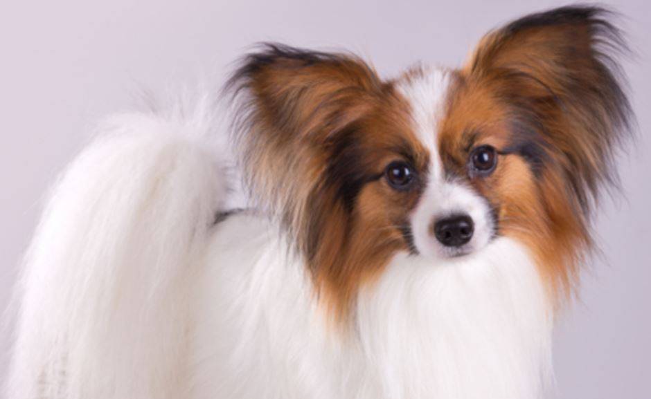 Papillon dog photo