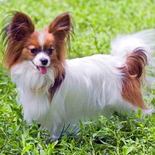 Papillon dog photo