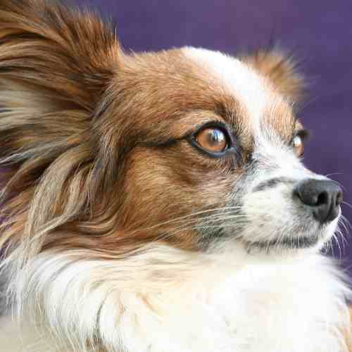 Papillon-dog-image