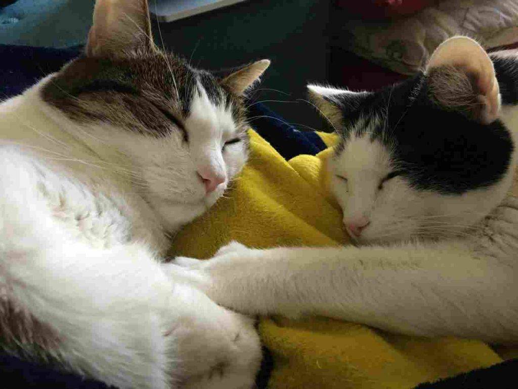 Adopt parker and willem bonded cats to adopt in charlotte nc