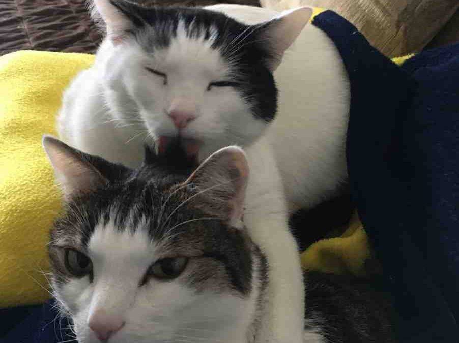 ADOPTED – White Tabby Cats in Charlotte NC – Meet Willem & Parker