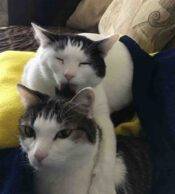 ADOPTED – White Tabby Cats In Charlotte NC – Meet Willem & Parker
