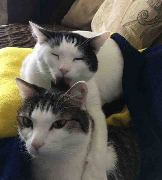 ADOPTED White Tabby Cats in Charlotte NC Meet Willem & Parker