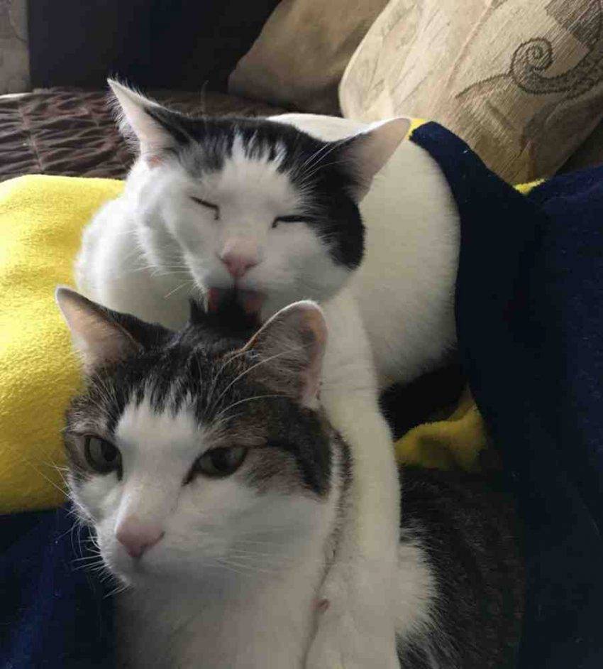 ADOPTED – White Tabby Cats in Charlotte NC – Meet Willem & Parker
