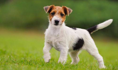 Parson Russell Terrier Adoption - Adopt a PRT dog or puppy