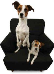 Parson russell terrier dog and puppy