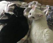 Patsie Lou Jasmine 2 Bonded Cats Tuxedo White Adoption Charlotte NC
