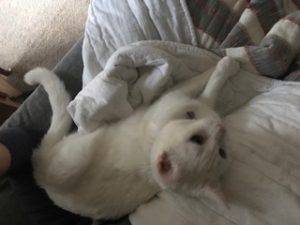 Patsielou jasmine tuxedo white cats adoption charlotte nc 1