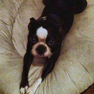Paz boston terrier for adoption in chicago il 4
