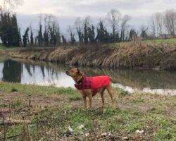 Pepe miniature pinscher mix dog adoption brooklyn ny