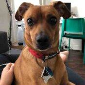 PePe Miniature Pinscher Mix Dog Adoption Brooklyn NY