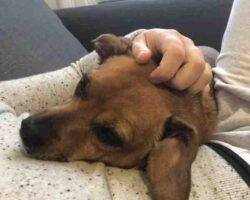Pepe miniature pinscher mix dog adoption brooklyn ny