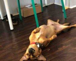 Pepe miniature pinscher mix dog adoption brooklyn ny