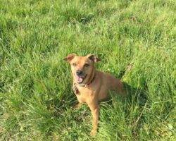 Pepe miniature pinscher mix dog adoption brooklyn ny