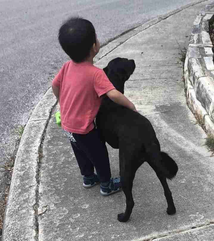 Peanut - a Black Labrador Retriever Mix Dog For Private Adoption in San Antonio TX