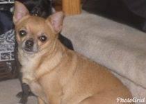 Peanut - Senior Chihuahua For Adoption In Calgary Alberta 1
