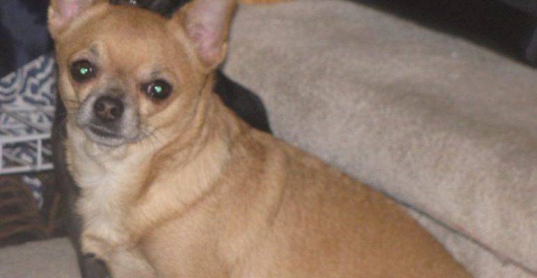 Calgary AB - Senior Female Applehead Chihuahua For Adoption