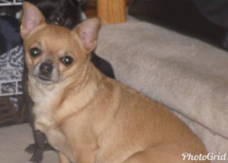 older chihuahua for adoption
