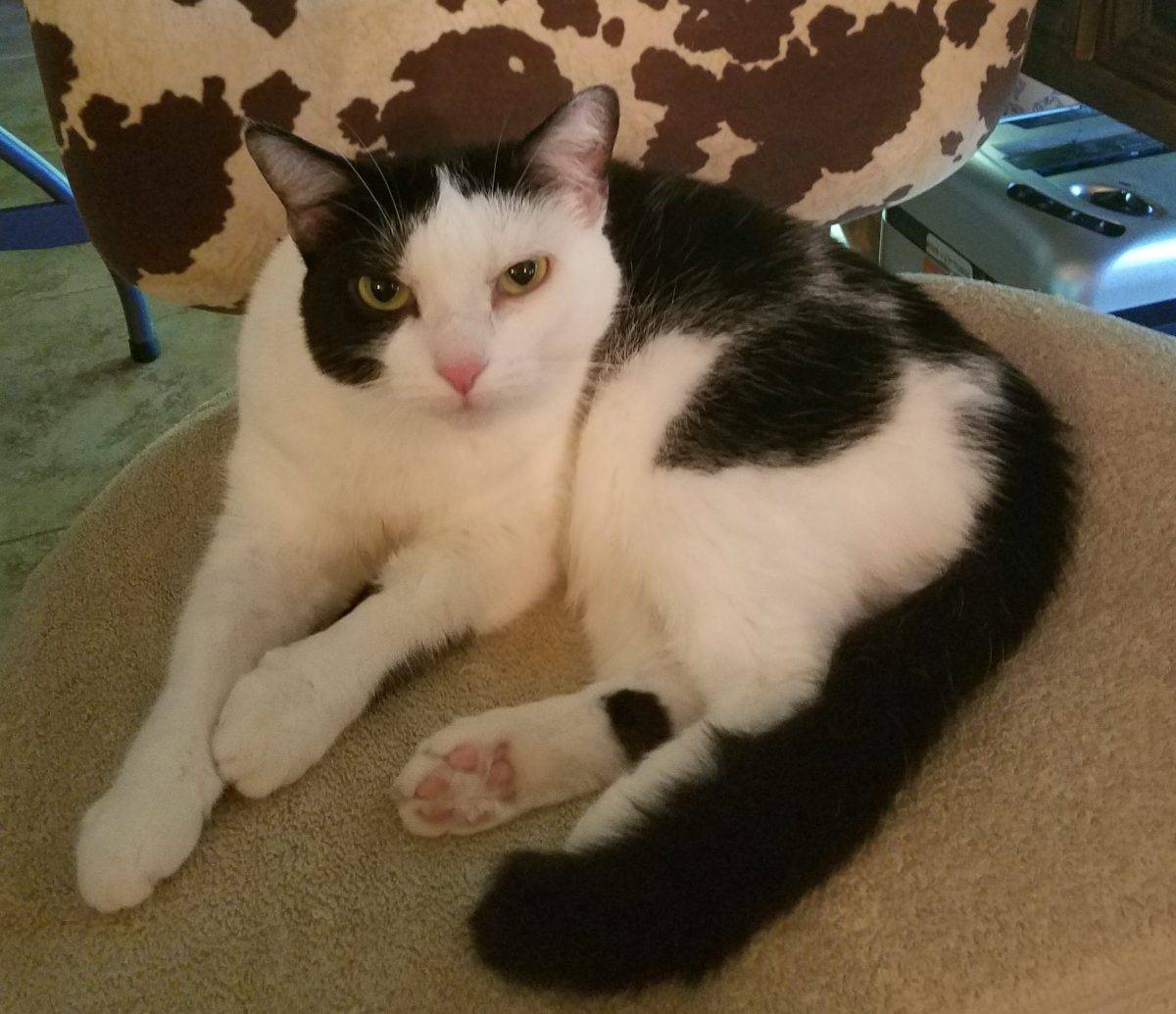 Pearl - Sweet Black and White Cat For Adoption San Antonio TX