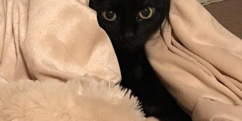 Precious Black Cat For Adoption In Los Lunas New Mexico – Adopt 8 YO Pearl Today