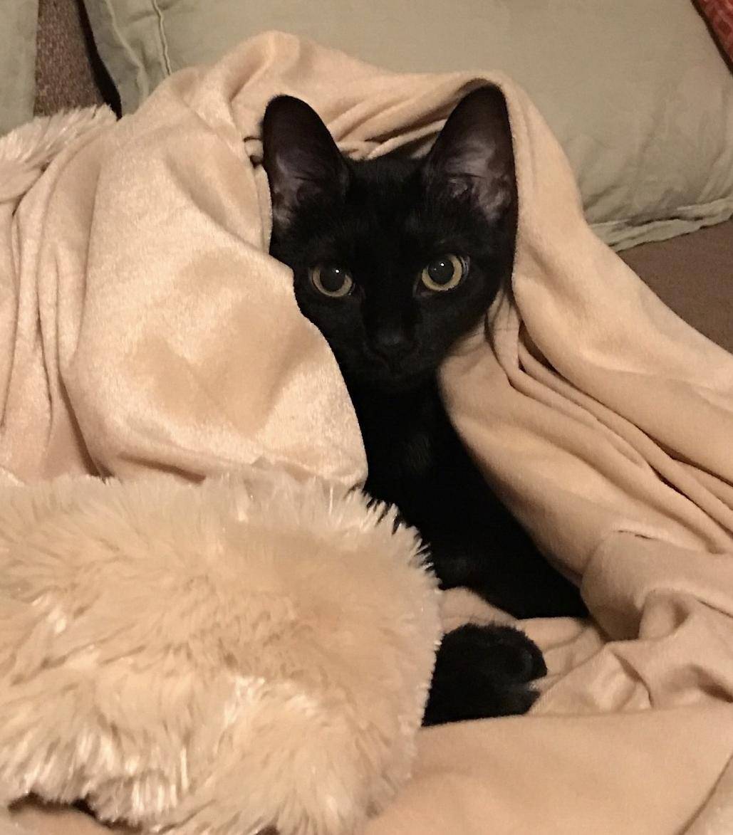 Precious Black Cat For Adoption in Los Lunas New Mexico – Adopt 8 YO Pearl Today