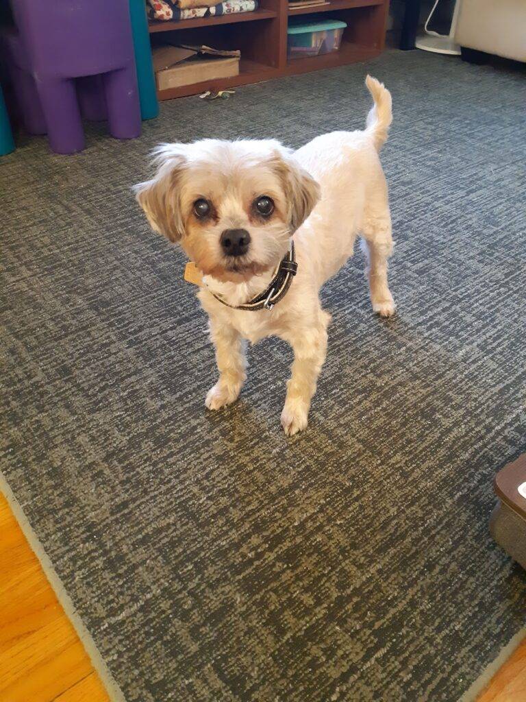 Shih tzu maltese mix dog for adoption in calgary ab