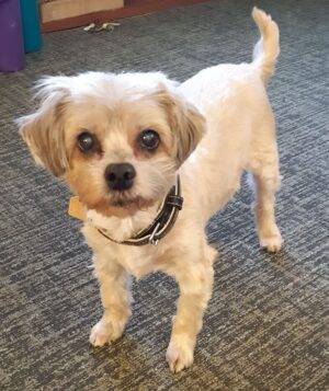 Shih Tzu Maltese Mix Dog For Adoption In Calgary AB