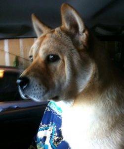 Photo Pee pee shiba inu shar pei chow chow dog for adoption near seattle wa washington