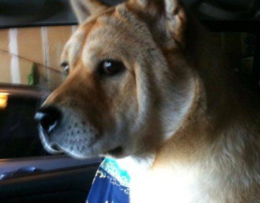 Shiba Inu Chow Chow Shar Pei Mix Dog For Adoption Near