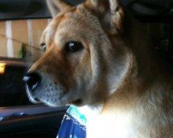 Pee pee shiba inu shar pei chow chow dog for adoption near seattle wa washington 5
