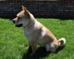 Pee pee shiba inu shar pei chow chow dog for adoption near seattle wa washington 5