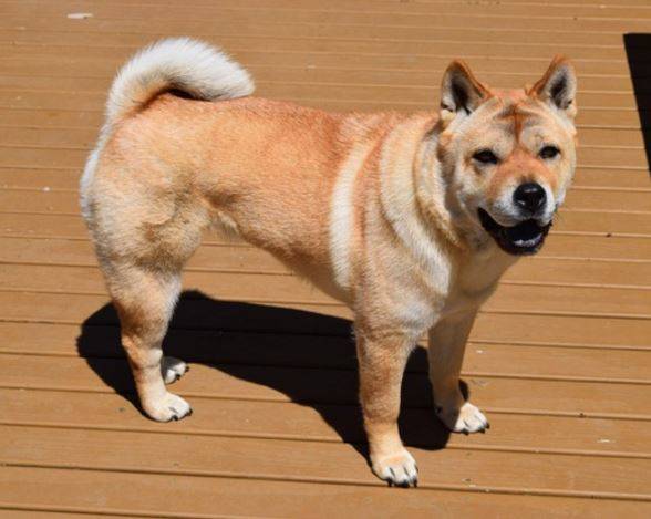 Shiba Inu Chow Chow Shar Pei Mix Dog For Adoption Near Seattle