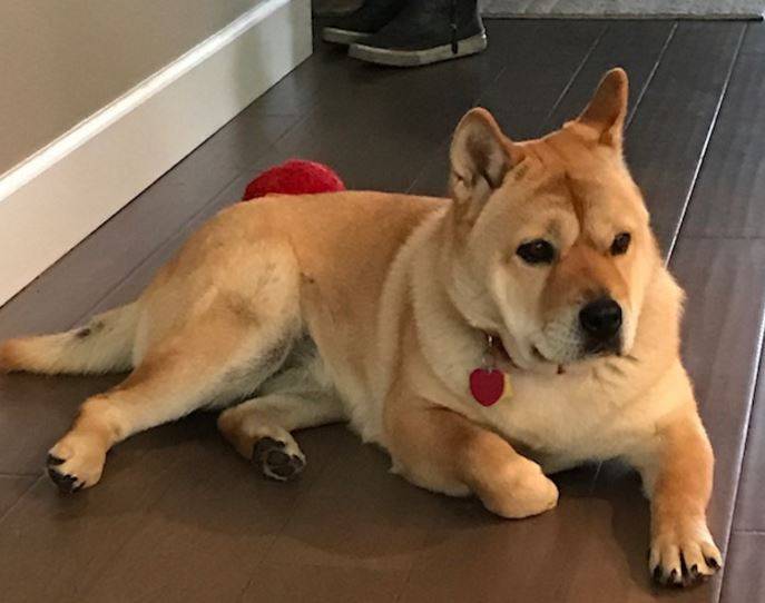 Shiba Inu Chow Chow Shar Pei Mix Dog For Adoption Near Seattle