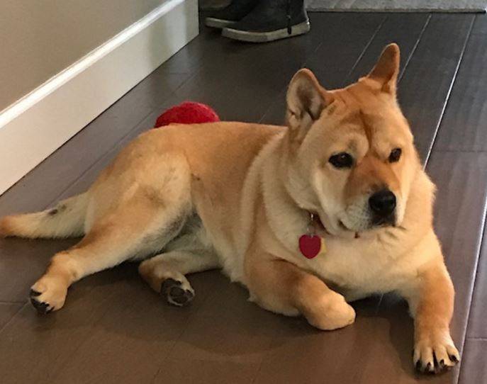 shiba inu chow mix