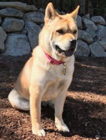 Chow chow shar pei shiba inu mix dog for adoption in everett washington, near seattle