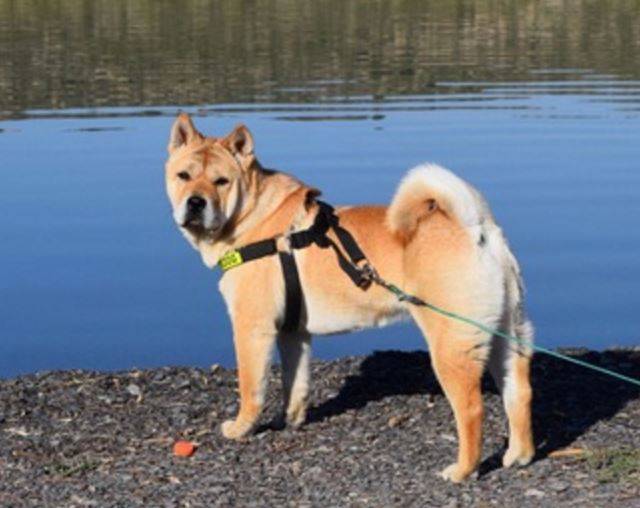 Chow chow shar pei shiba inu mix dog for adoption in everett washington, near seattle