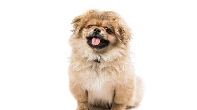 hypoallergenic dog adoption near me