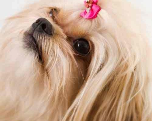 Cute Pekingese Dog Wearing Pink Bow