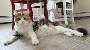 Photo Photo of maine coon cat laying on floor