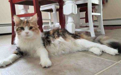 Purebred calico maine coon cat for private adoption – averill park ny – meet penelope