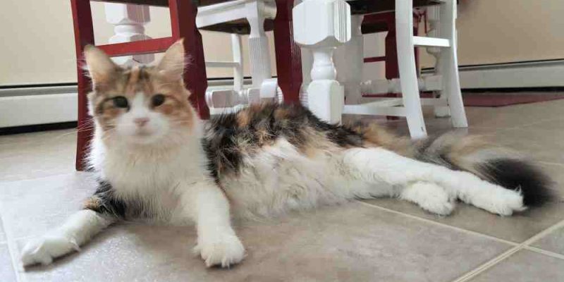 Photo of Maine Coon cat laying on floor