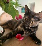 Penelope Tortoiseshell Cat For Adoption Phoenix AZ 1