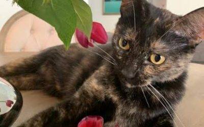 Tortoiseshell Cat For Adoption in Phoenix AZ – Meet Penelope