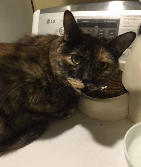 Penny tortoiseshell cat adoption las vegas