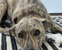 Pepe plott hound mix dog adoption philadelphia pa 2