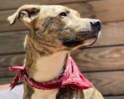 Pepe plott hound mix dog adoption philadelphia pa 2