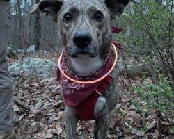 Pepe plott hound mix dog adoption philadelphia pa 2
