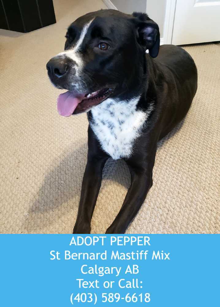 Calgary ab pepper mastiff st bernard pitbull mix for adoption 2