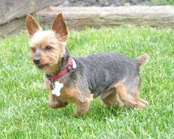 Photo of a yorkie