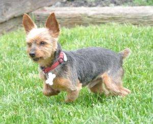 Photo of a yorkie